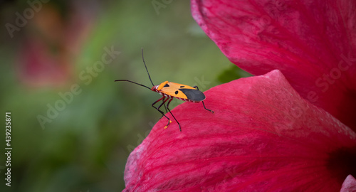 Dysdercus cingulatus Fabricius sitting on red Hibuscus flower, close-up photo