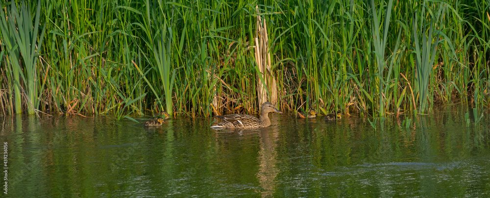 Duck and her babies Duck and her babies