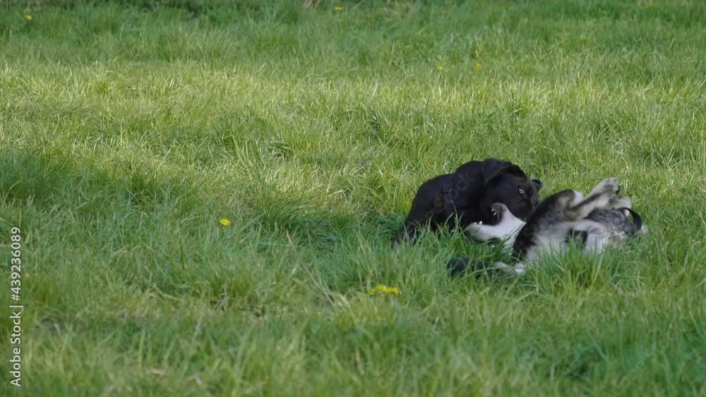 Puppies biting each other playfully on grass lawn Puppies biting each other playfully on grass lawn