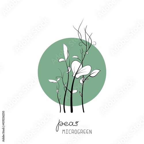 Peas sprouts on circle background Microgreen sketch vector illustration. Green for home gardening.