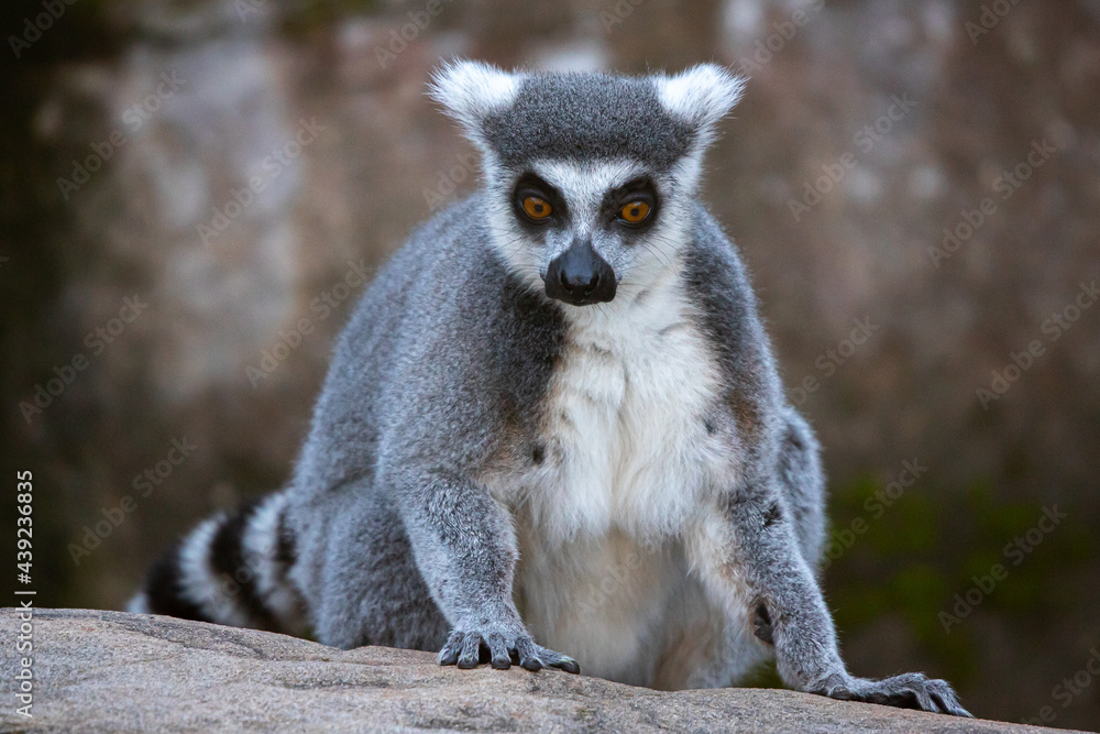 Obraz premium ring tailed lemur