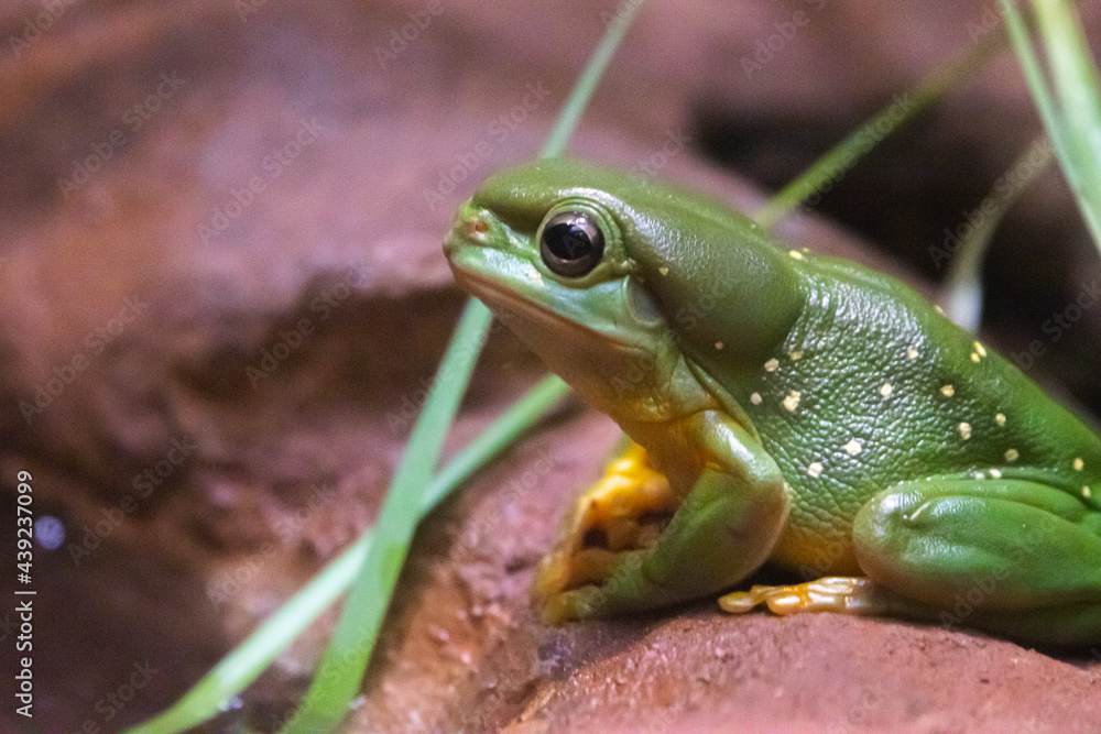 Obraz premium splendid green tree frog