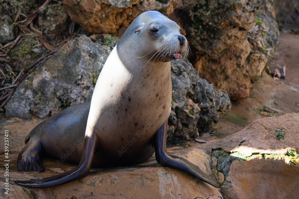 Naklejka premium sea lion on the rocks