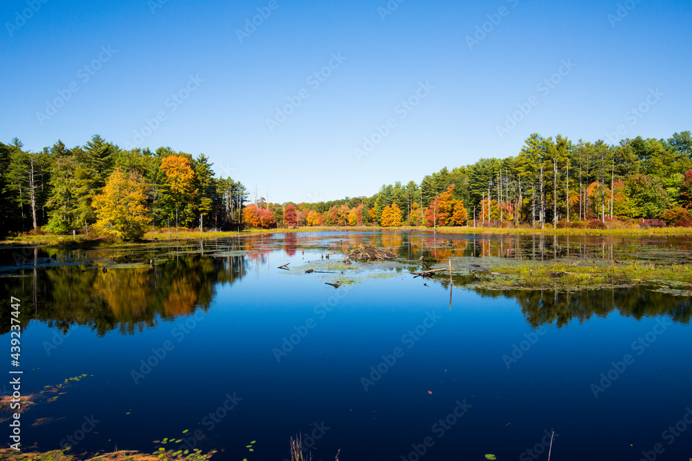Fall foliage reflecting in water at Goodwin State Forest, Connecticut.