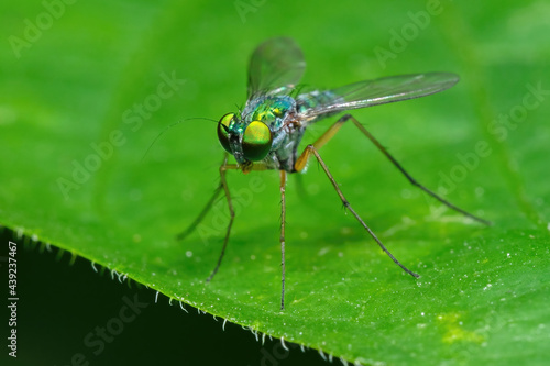 Macro Photo of Long Legged Fly on Green Leaf