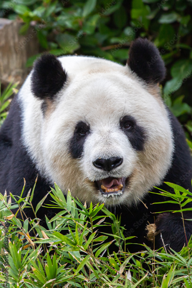 giant panda smiling 2 giant panda smiling 2