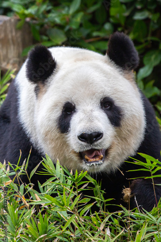 giant panda smiling 2