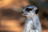 meerkat close up