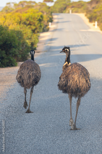 emus on road