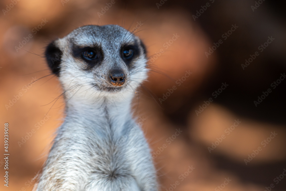 portrait of a meerkat portrait of a meerkat