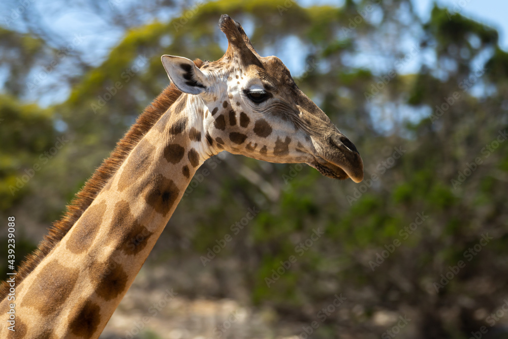 giraffe head