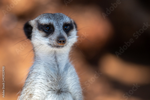 portrait of a meerkat © Craig