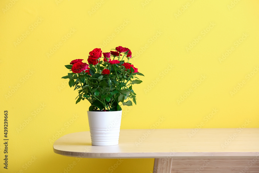 Beautiful red roses in pot on table near color wall Beautiful red roses in pot on table near color wall