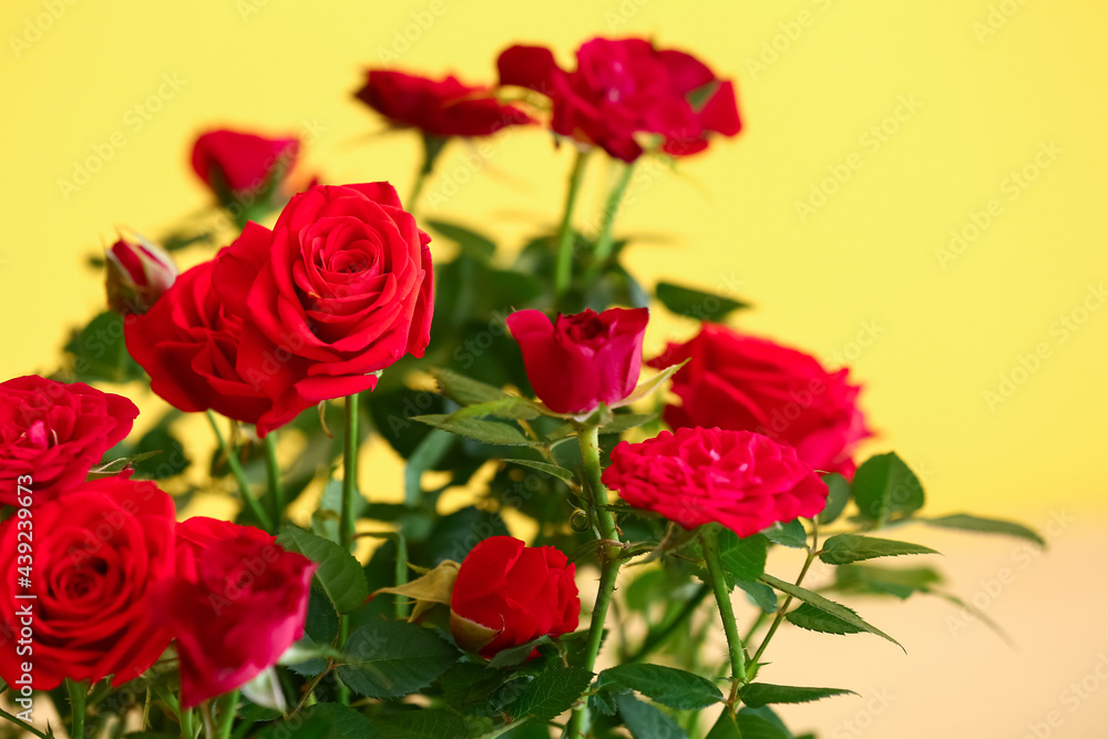 Beautiful yellow roses on color background, closeup Beautiful yellow roses on color background, closeup