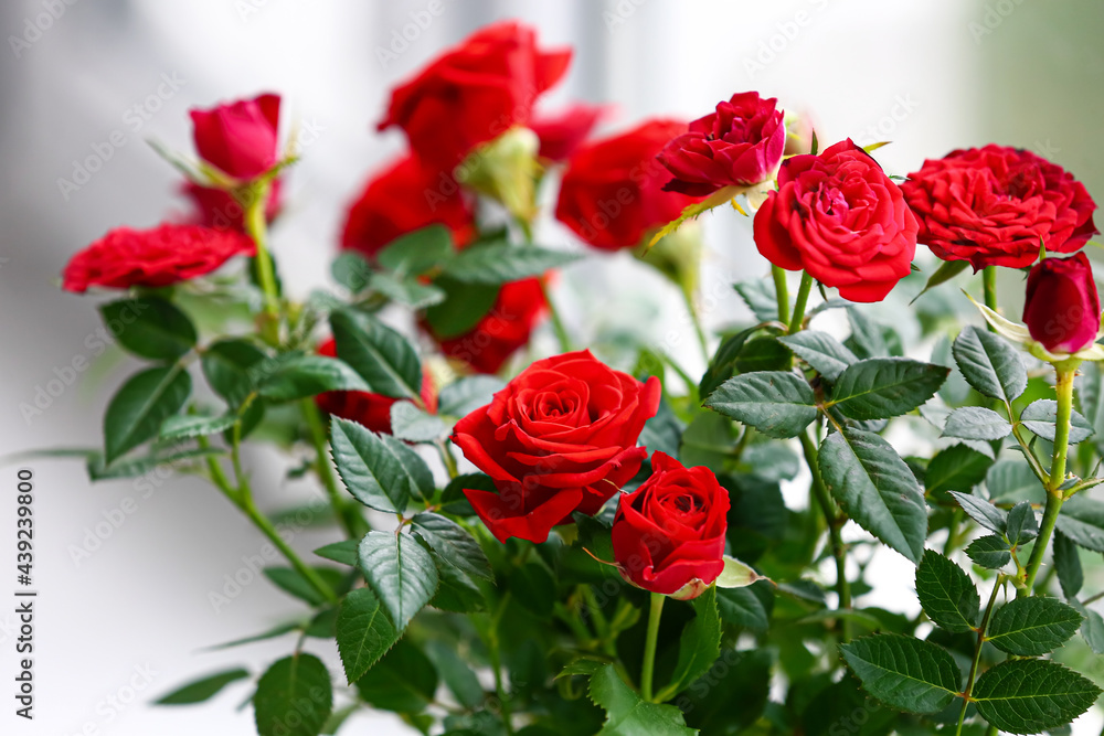 Naklejka premium Beautiful red roses near window, closeup