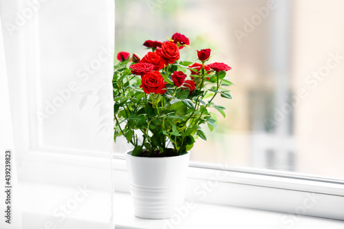 Beautiful red roses in pot on windowsill © Pixel-Shot