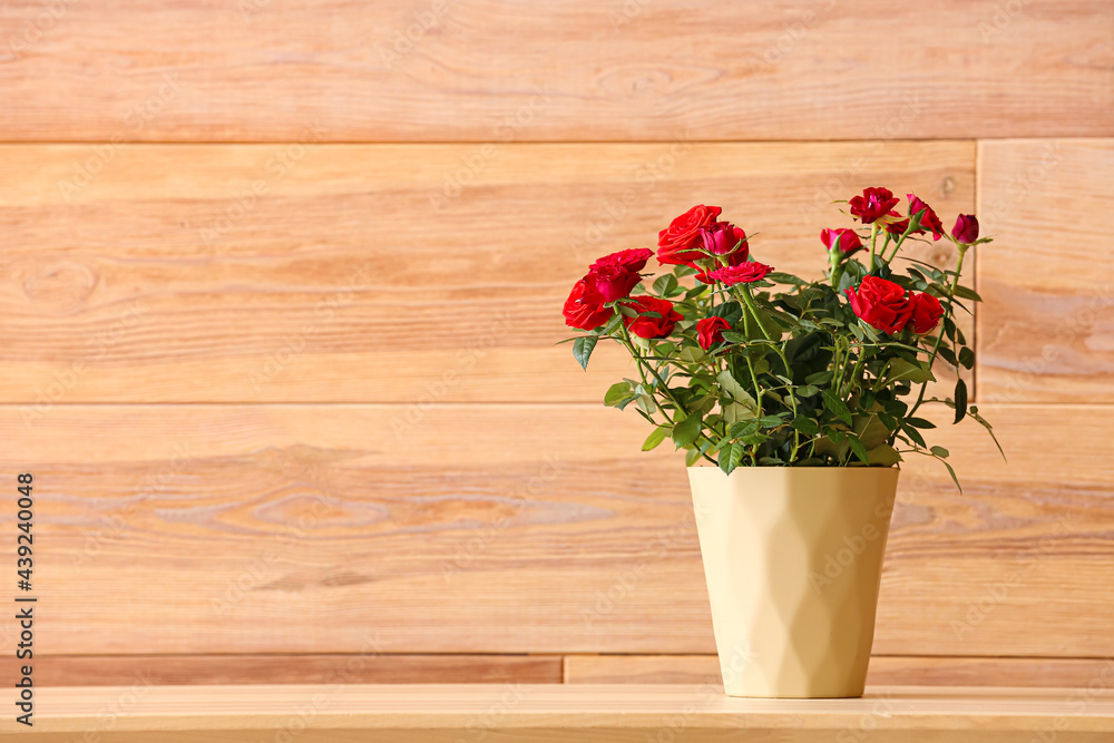 Beautiful red roses in pot on shelf near wooden wall
