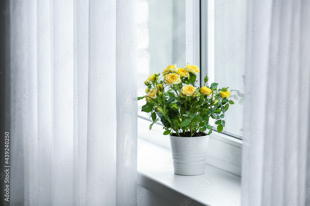 Beautiful yellow roses in pot on windowsill