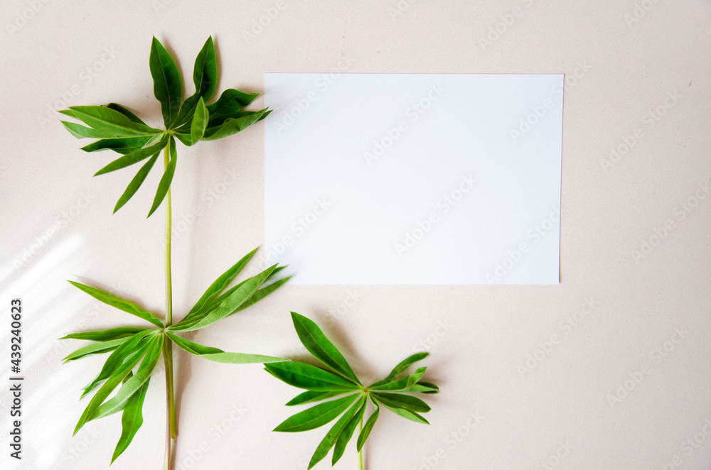 Greeting card, postcard, invitation card mock up on white background with green leaves. Greeting card, postcard, invitation card mock up on white background with green leaves.