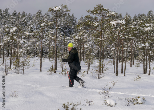 winter landscape from the swamp, a man in a bright yellow hat wanders through the snow with snowshoes, snowy pine in the background, a wonderful winter day in the swamp, Madiesenu swamp, Dikli, Latvia