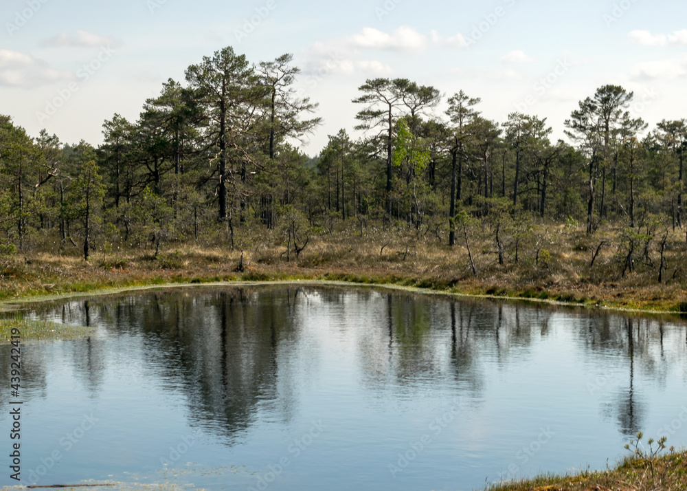 swamp landscape with blue sky and water, traditional swamp plants, mosses and trees, bog in summer swamp landscape with blue sky and water, traditional swamp plants, mosses and trees, bog in summer