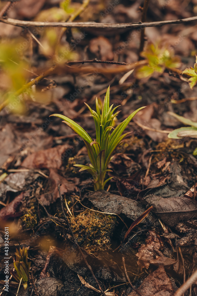 Ivan tea sprout in early spring, fireweed Ivan tea sprout in early spring, fireweed