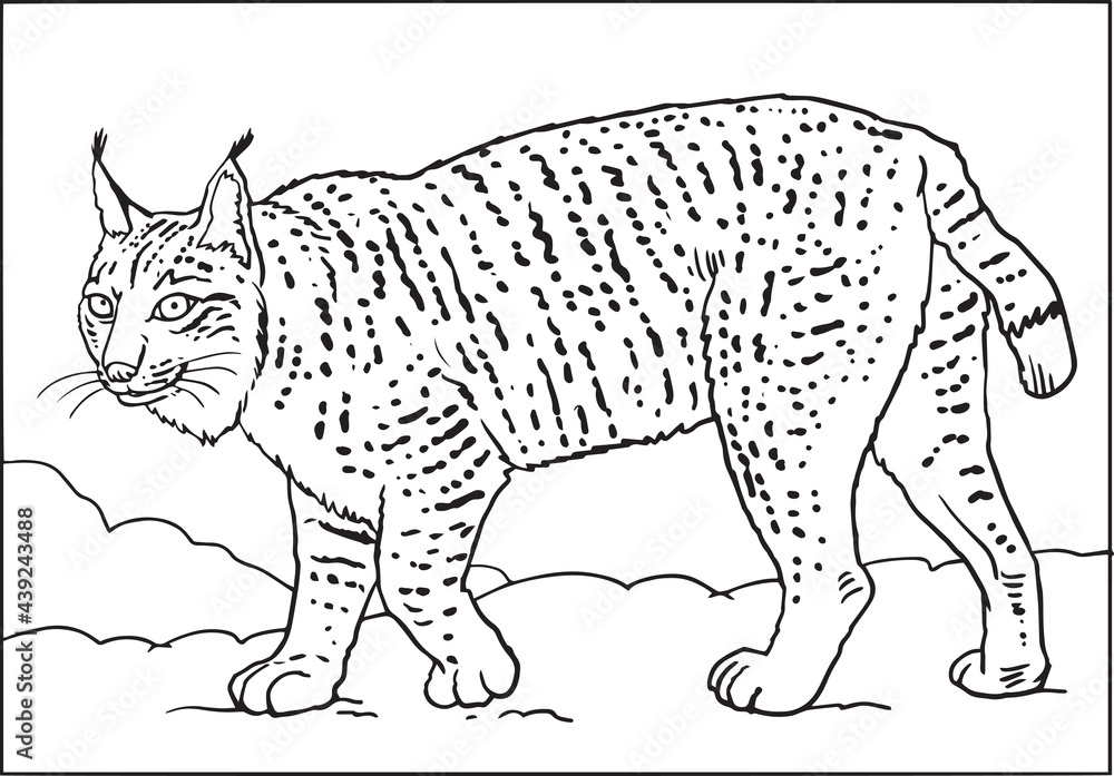 Fototapeta premium wild cat, lynx sketch black and white
