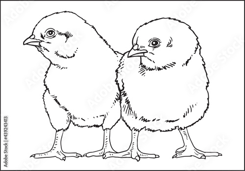 Little chickens.  Hand-drawn, black and white sketch of chickens on a white background.