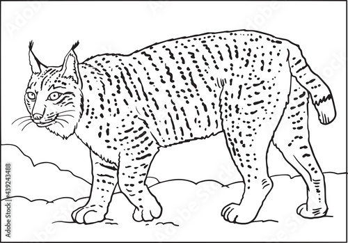 wild cat, lynx sketch black and white