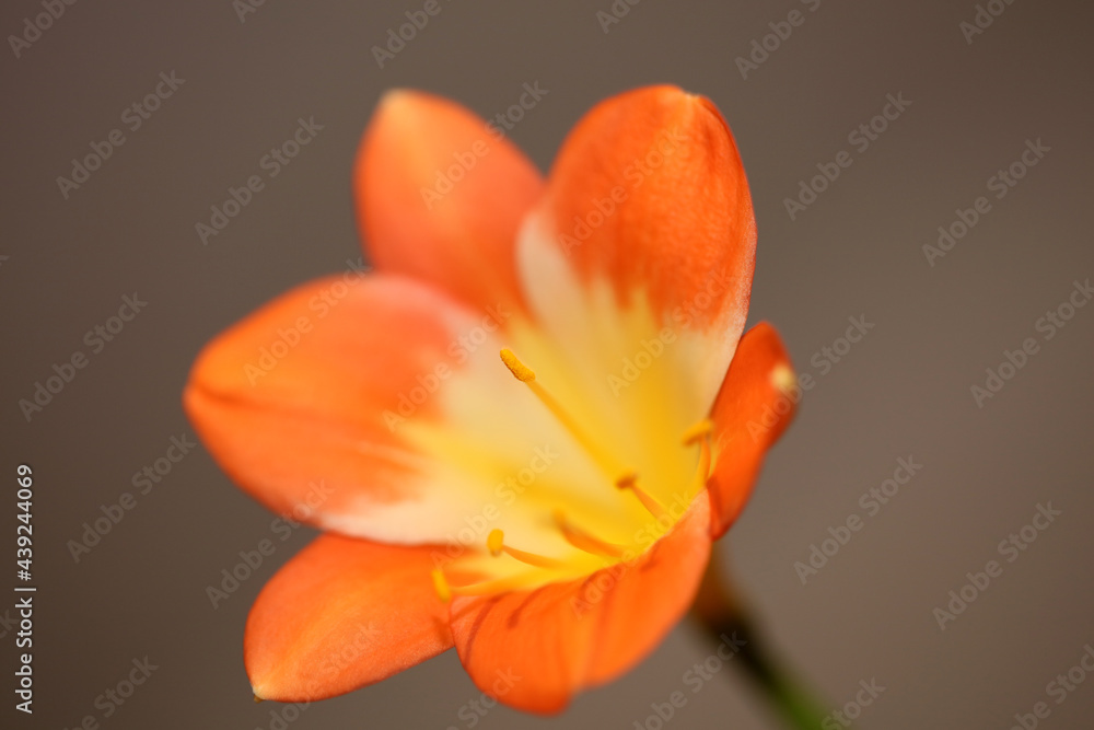 Orange flower blossom close up background clivia miniata family amaryllidaceae high quality big size print Orange flower blossom close up background clivia miniata family amaryllidaceae high quality big size print