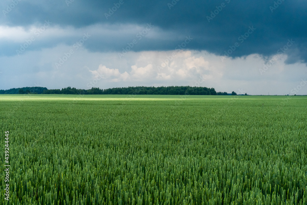 a field of green wheat before the rain