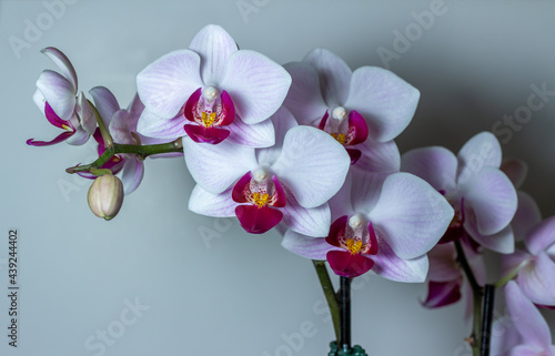 Close up abstract texture view of a branch of delicate white and magenta red phalaenopsis moth orchid flower blossoms  with neutral gray background and copy space 