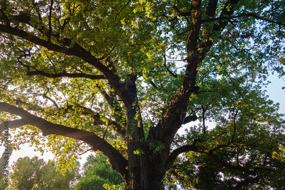 Parte superiore di un albero con rami e ramificazioni sorrette dal tronco ricoperte da fogliame verde in primo piano all’aperto Parte superiore di un albero con rami e ramificazioni sorrette dal tronco ricoperte da fogliame verde in primo piano all’aperto