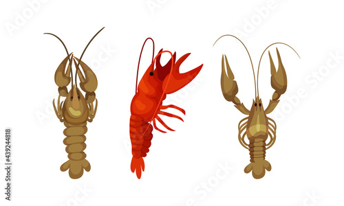Lobster as Large Marine Crustacean with Muscular Tail and Claw Pair Vector Set