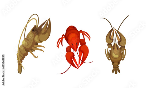 Lobster as Large Marine Crustacean with Muscular Tail and Claw Pair Vector Set