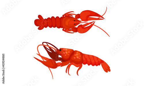 Cooked Red Lobster as Large Marine Crustacean with Muscular Tail and Claw Pair Vector Set