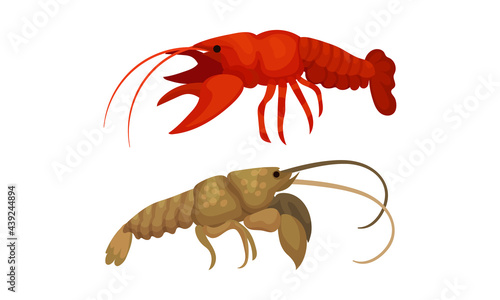 Lobster as Large Marine Crustacean with Muscular Tail and Claw Pair Vector Set