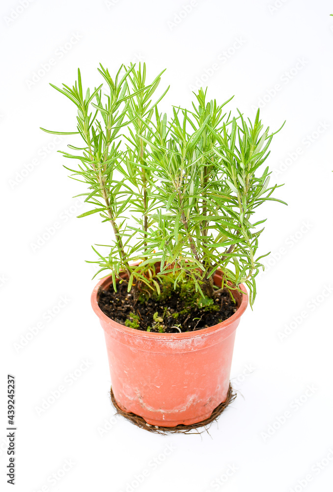 Selective focus freshness rosemary herbe growth in plastic brown pot on white background. Selective focus freshness rosemary herbe growth in plastic brown pot on white background.