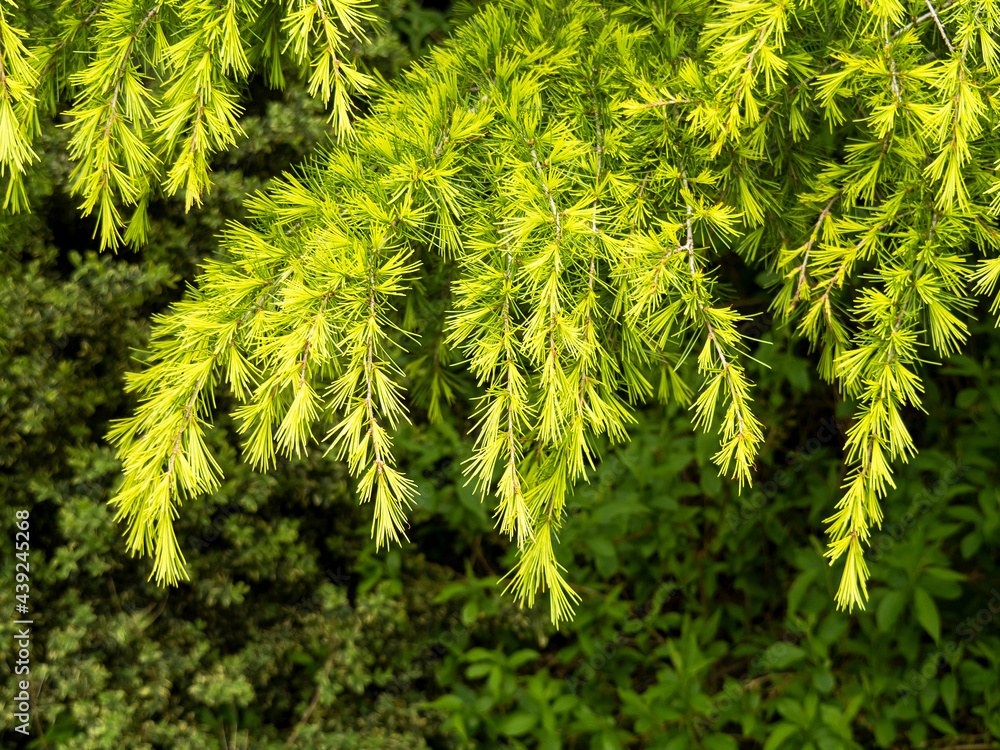 Fototapeta premium New spring growth on a cedar tree