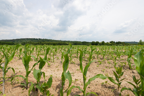 Pola dojrzewającej kukurydzy 