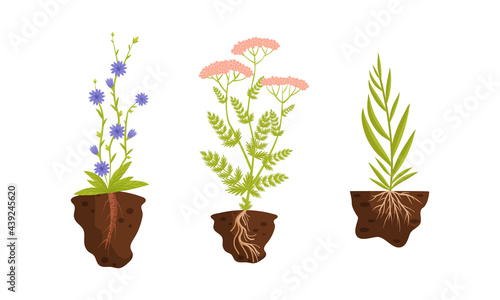 Plant Growing with Roots in Soil Vector Set