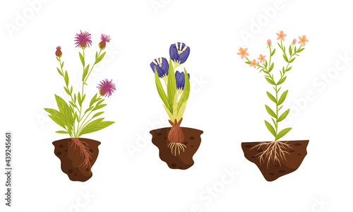 Plant Growing with Roots in Soil Vector Set