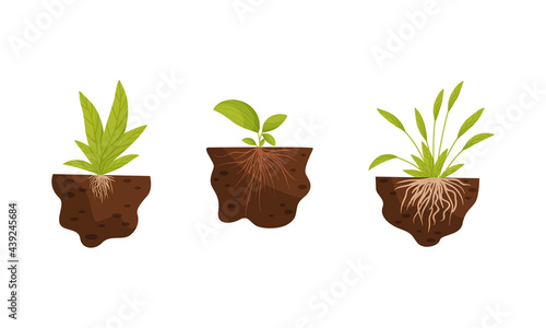 Plant Growing with Roots in Soil Vector Set