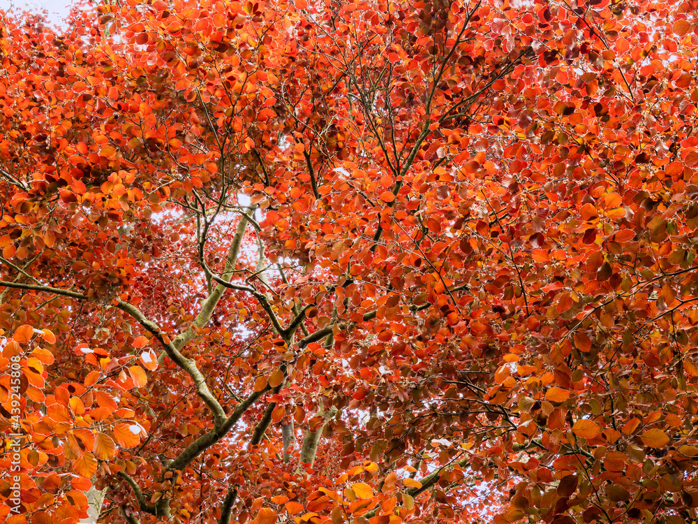 Orange leaves on a copper beech tree seen from below Orange leaves on a copper beech tree seen from below