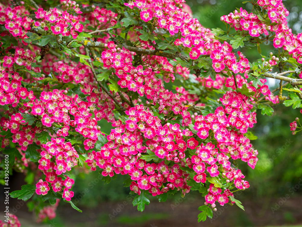 Pink blossom on an ornamental hawthorn tree Pink blossom on an ornamental hawthorn tree