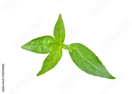 Andrographis paniculata isolated on a white background