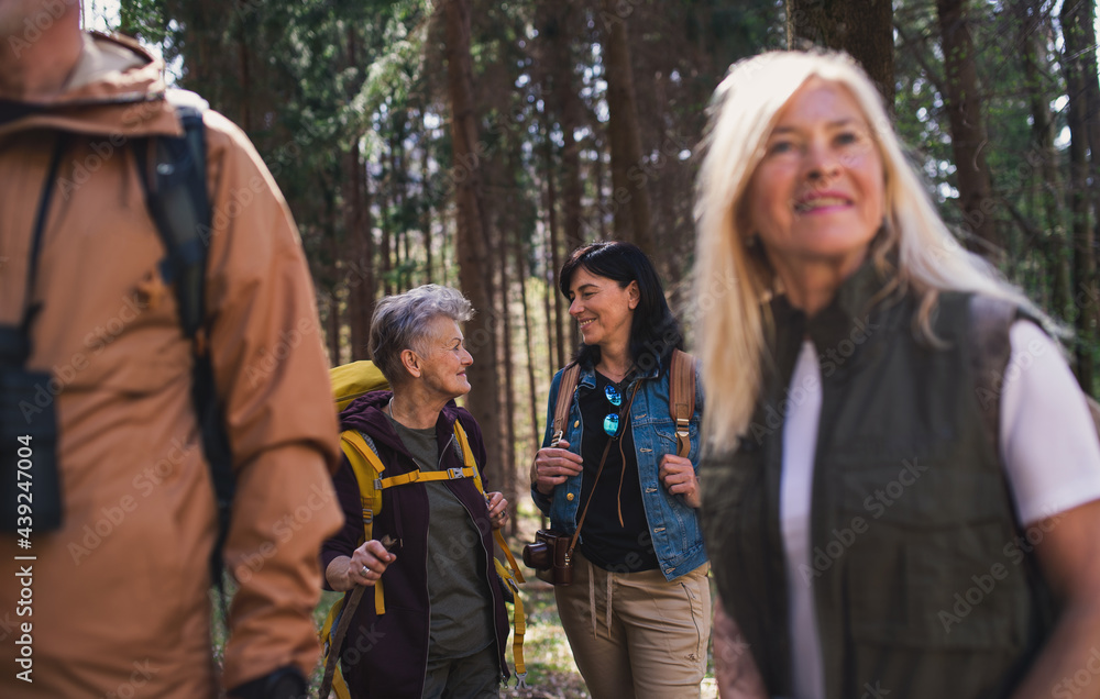 Group of seniors hikers outdoors in forest in nature, walking. Group of seniors hikers outdoors in forest in nature, walking.