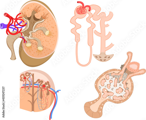 腎臓構造 photo