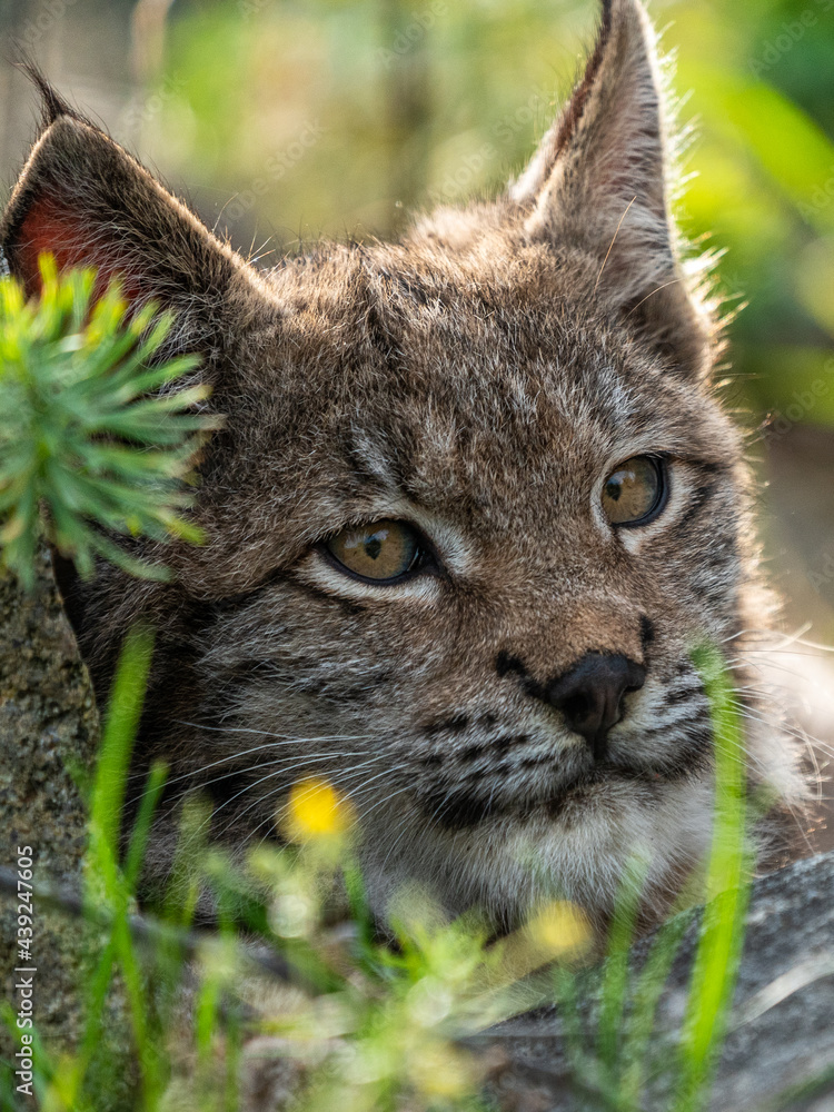 Obraz premium Lynx in green forest with tree trunk. Wildlife scene from nature. Playing Eurasian lynx, animal behaviour in habitat. Wild cat from Germany. Wild Bobcat between the trees