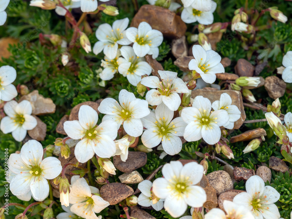 Obraz premium White mossy saxifrage flowers in a rockery